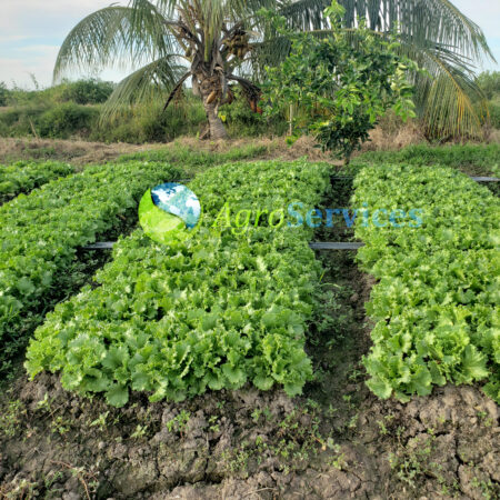quality lettuce grown by Agroservices_(1)